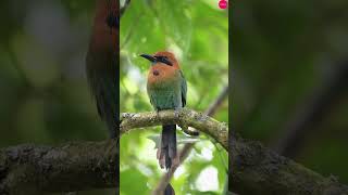 Exotic Birds  Beautiful Bird Sounds In Rainforest birds trending travel animals nature wild [upl. by Harte902]