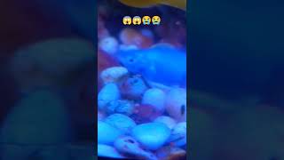 Molly fish babies 😱aquarium fish fishtank fishbabies molyfish tricks shorts [upl. by Allcot]