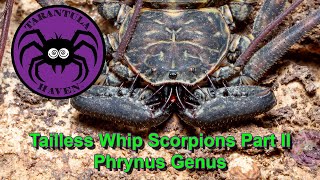 Tailless Whip Scorpions Part II Phrynus Genus [upl. by Rolyak]