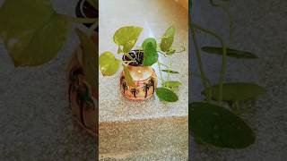 Water Plant  Hydrocotyle verticillata and Money Plant  shorts indoor creativity Pennywort [upl. by Okiron]