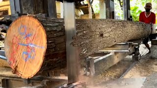 An old grandfathers journey in processing acacia wood at a sawmill  street sawmill Wood [upl. by Luamaj]