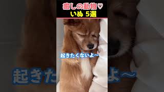 【癒しの犬】SNSでバズった動物かわいい犬動画５選！【Healing Dogs】5 Cute Dog Videos That Went Viral on Social Media [upl. by Nomahs42]