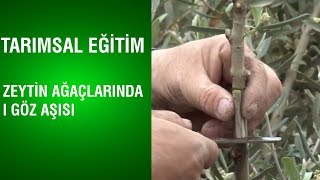 Tarımsal Eğitim  Zeytin Ağaçlarında I Göz Aşısı [upl. by Enelyar396]