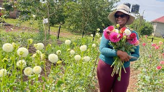 Cutting dahlias at Al’s Flora farm [upl. by Odlopoel]