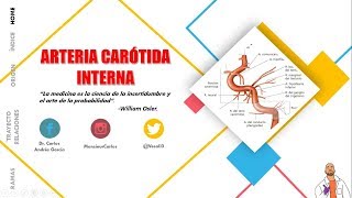 Anatomía  Arteria Carótida Interna Origen Trayecto Porciones Ramas [upl. by Eimas]