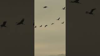 Bird migration 2024 in full swing wildlife lake birds birdslover [upl. by Retse289]