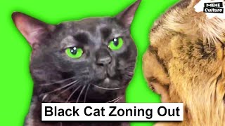 Black Cat Zoning Out Original meme [upl. by Yekcir]