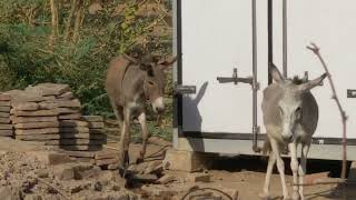 The Donkey Revolution Transforming Communities Through AnimalAssisted Activities [upl. by Akinit]