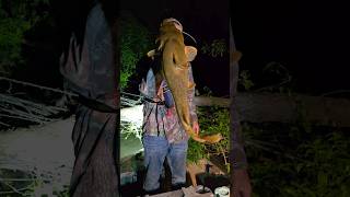 Flatheads and Blue Catfish using Limb lines and Bank Poles datlouisianalife louisiana catfish [upl. by Mozelle]