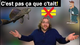 Le KING déchu des aquariums le PLECO lavevitrevidangeur [upl. by Akira]