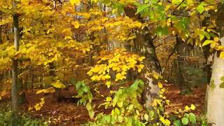 18 november 2024 herfstwandeling in de gavers harelbeke [upl. by Samled]