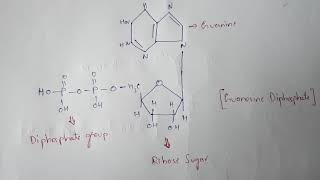 NUCLEOTIDES  CLASSIFICATION  STRUCTURES  BIOTECHNOLOGY  BY PHANINDRA GUPTHA [upl. by Atrahc]