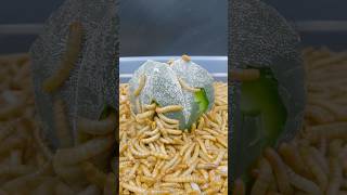 Astro Cactus and MealWorms mealwormtimelapses timelapse astro mealworms satisfying shortvideo [upl. by Arremat]