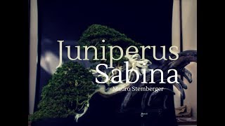 JUNIPERUS SABINA [upl. by Trout]