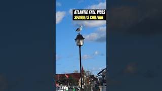 Exploring Sunny Seaside with Seagulls Discover Nova Scotia seagull atlantic ocean novascotia [upl. by Hauger705]