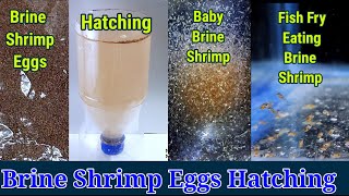 Brine Shrimp Hatchery  Brine Shrimp Eggs Hatching [upl. by Aihsenot]