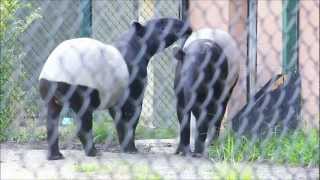 Creature Feature  Malayan Tapirs [upl. by Strickland901]