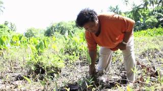 Effects of Climate Change on Taro [upl. by Lodovico]