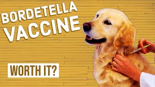 Should Your Dog Get a Bordetella Vaccine [upl. by Ailhat]