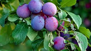 Pruning  Plum Trees [upl. by Sweeney]