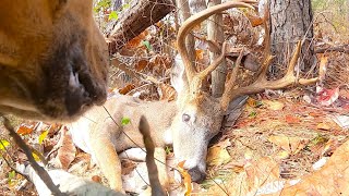 The Catahoula TwoStep  Deer Tracking Dogs Recover A Great Alabama Buck [upl. by Mur]