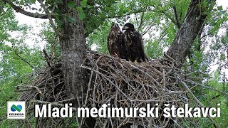 Mladi međimurski štekavci [upl. by Yentyrb]