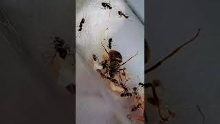 Lasius Niger colony [upl. by Eelsha]