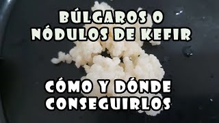 🍶KÉFIR de Leche 💥CÓMO Conseguir BÚLGAROS o NÓDULOS de Leche [upl. by Rogerson310]