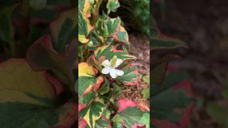 Chameleon Plant Houttuynia cordata gardening plants shorts [upl. by Lama]