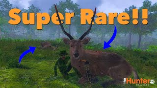 Sambar Deer SUPER RARE  TheHunter Classic [upl. by Arlette]