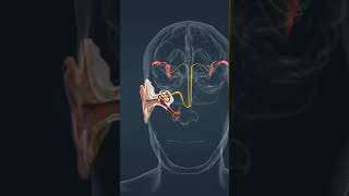 biologyEar ossicles chemistry physics pharmacy pharmacist viralshort music [upl. by Strepphon]