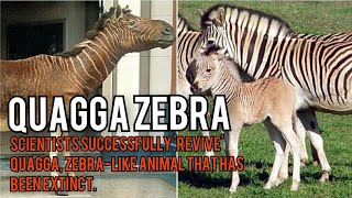 Scientists Successfully Revive Quagga Zebralike Animal That Has Been Extinct [upl. by Stutsman]