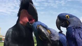 Unlikely amp Rare Parrot Flock Hyacinth Macaws amp Black Palm Cockatoo preening and relaxing in the sun [upl. by Daza]