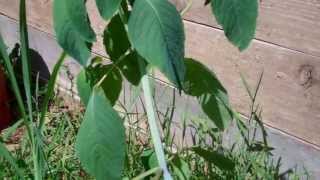 Identifying Plantain amp Jewelweed [upl. by Ahsienahs904]