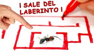 HORMIGA SALE DE LABERINTO DE TINTA ¿MITO O REALIDAD [upl. by Kloster]