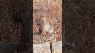 desi teetar ki awaaz shikar ke liye partridge hunting in pakistanpartridge hunting in sindh [upl. by Eignat]