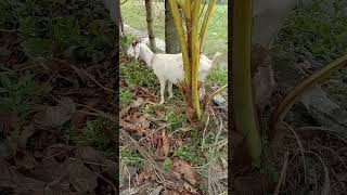 Boer Goat  November 13 2024 [upl. by Carlina]