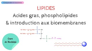 LIPIDES  Acides gras Phospholipides et Membranes biologiques  Biochimie Facile [upl. by Liddy478]