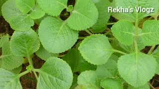 ದೊಡ್ಡ ಪತ್ರೆ ಗೊಜ್ಜು  ಚಟ್ನಿ ಆರೋಗ್ಯ ಪ್ರಯೋಜನಗಳು  Maxican mint Indian Borage health benefits Gojju [upl. by Kasevich760]