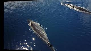 Ballena defecando en la Costa del Garraf  Mayo 2017 [upl. by Leunad]