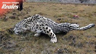 ¿El leopardo de las nieves resultó gravemente herido después de la caza  Animales Salvajes Reales [upl. by Dodge]