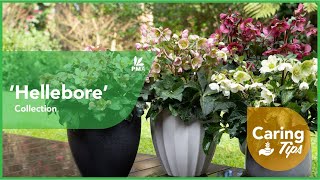 How To Grow Hellebores 🌿 [upl. by Bel]