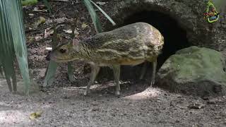 Sri Lankan spotted chevrotain  මීමින්නා  Unseen Lanka [upl. by Norak26]