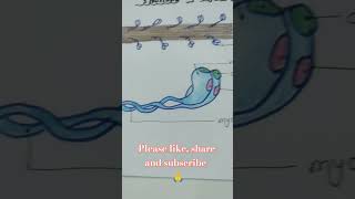 Structure of Actin and myosinbiology [upl. by Dehlia]