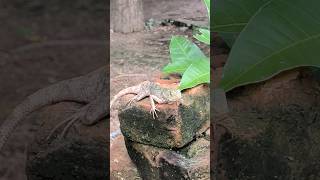 Chamaeleon गिरगिट chamaeleon lizard shortsfeed shortvideo [upl. by Holey]