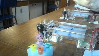 DNA Electrophoresis gel loading and staining [upl. by Leihcim]