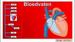 Bloedsomloop  bloedvaten [upl. by Brandice]