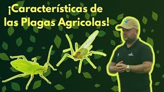 ¡Descubre las Características que Te Ayudarán a Identificar un Insecto Plaga [upl. by Notsnhoj206]