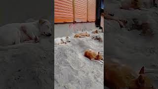 Dogs are lying down music rap song dogslove sad [upl. by Lusar877]