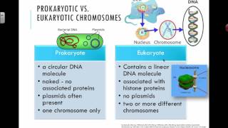 Prokaryotic vs Eukaryotic Chromosomes 2016 IB Biology [upl. by Foy148]